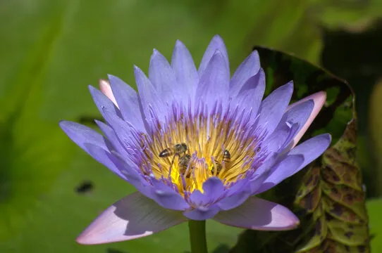 PC蛋蛋 APP 功能界面